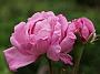 Rosa hybr Reines de Violettes